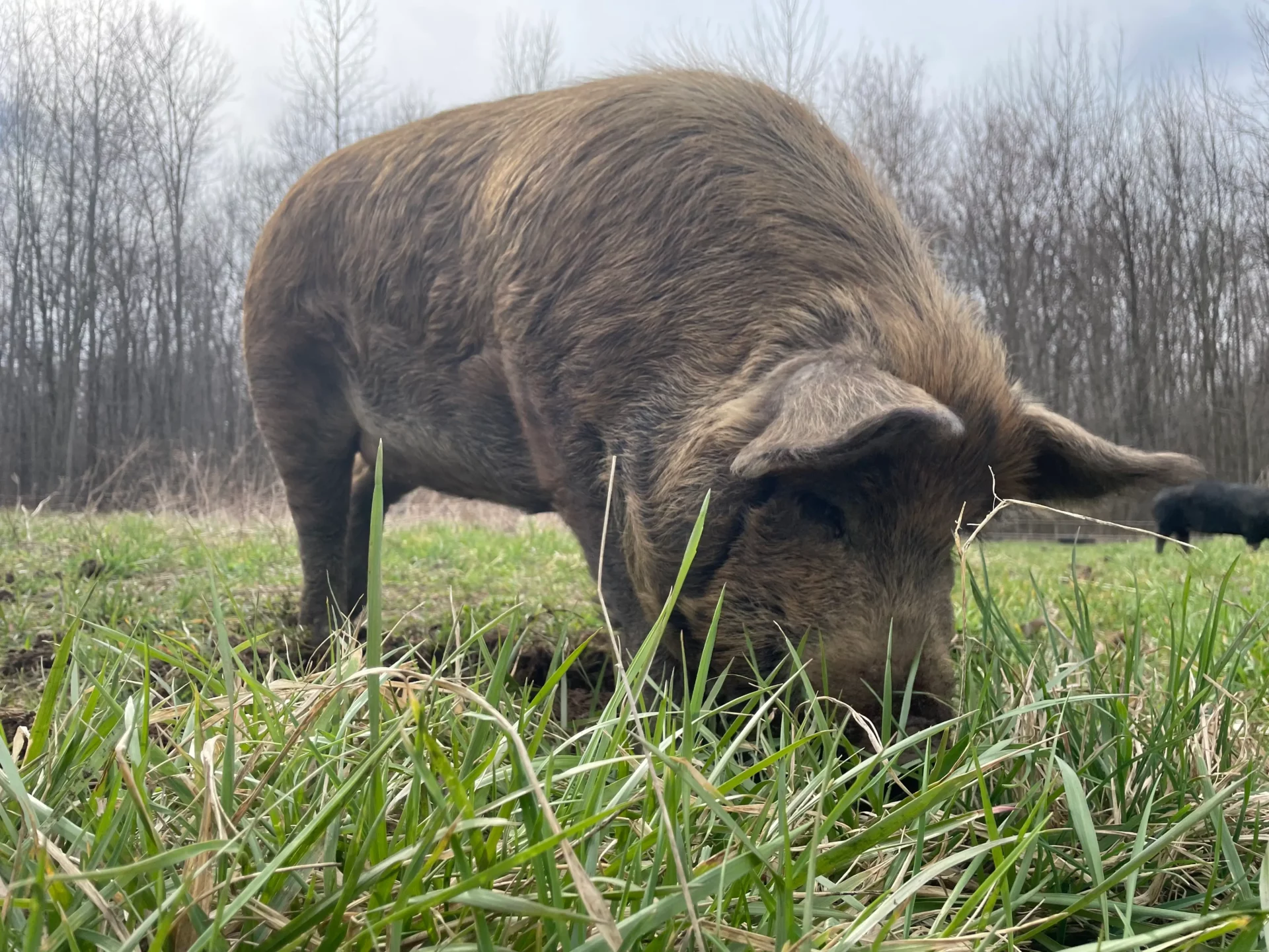 Piggy Program