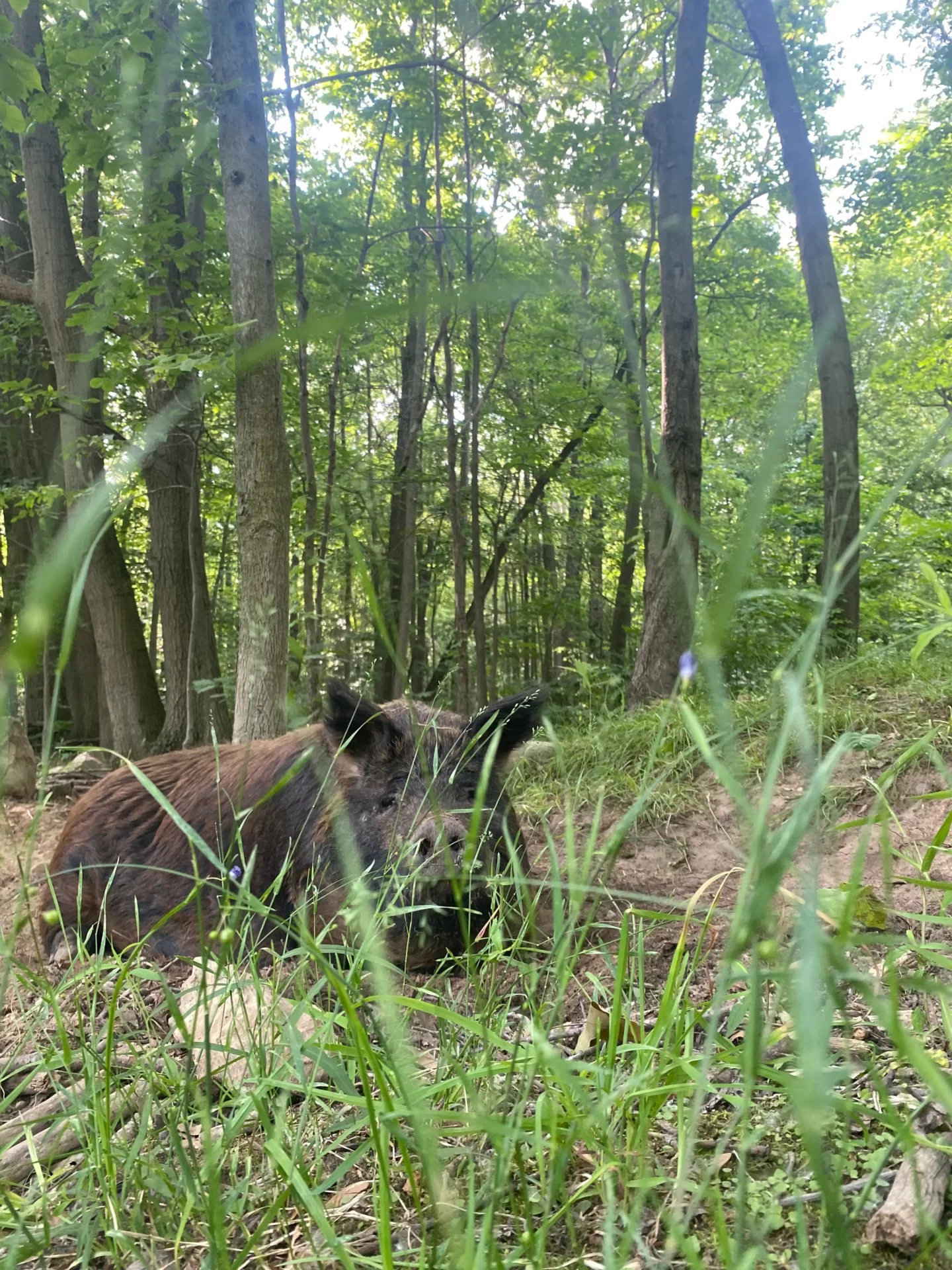 Raise your own pork through a local pork program