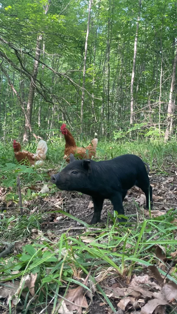 Healthy Heritage Feeder Piglets - Image 2