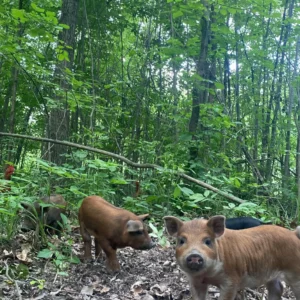 Piggy Program Deposit – Simple Way to Raise Your Own Pork at Project FarmSTAND
