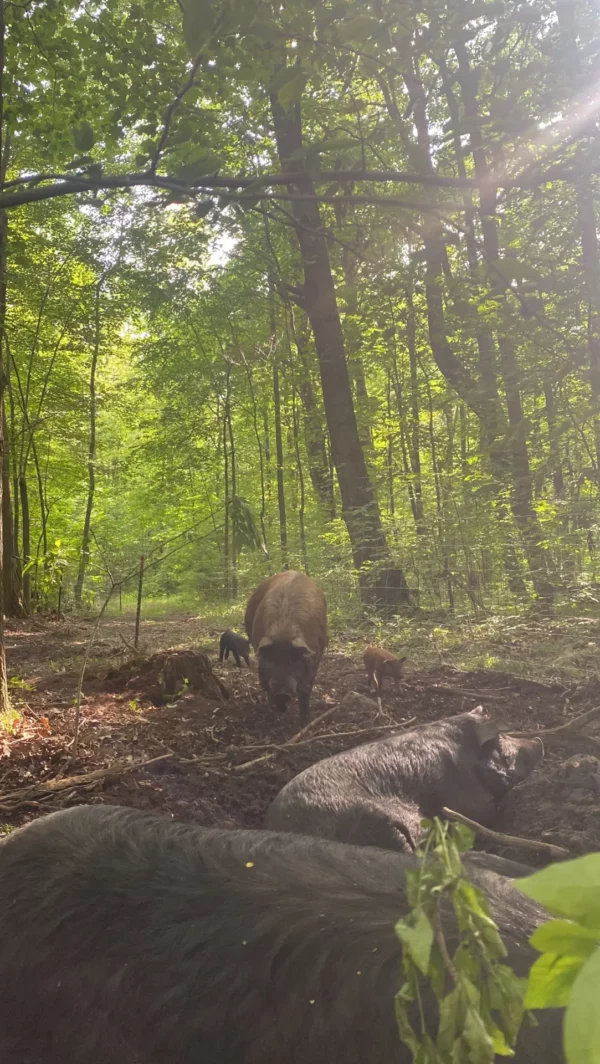 Healthy Heritage Feeder Piglets - Image 4