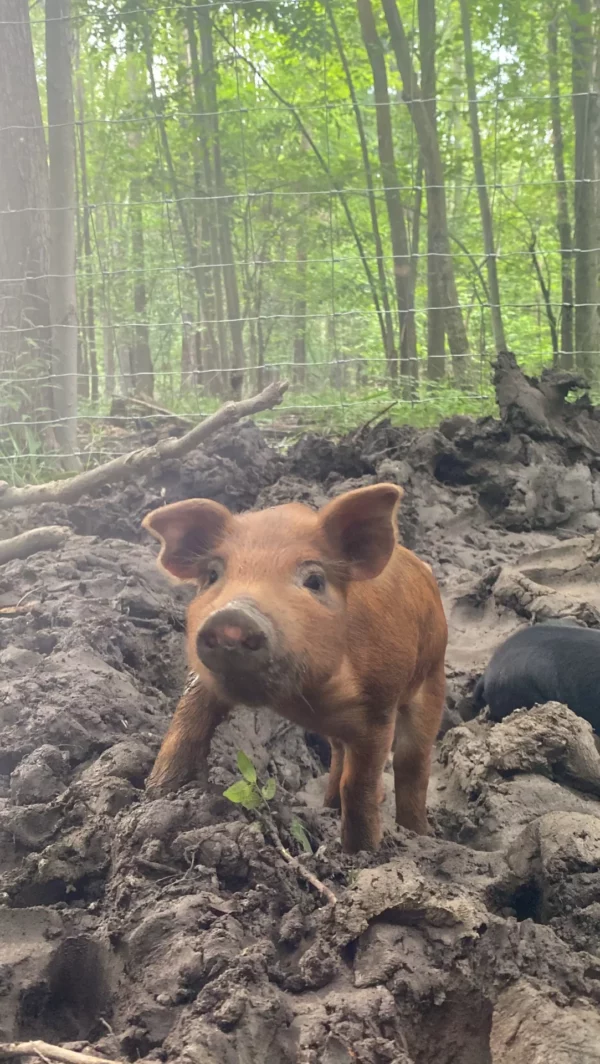 Healthy Heritage Feeder Piglets - Image 3