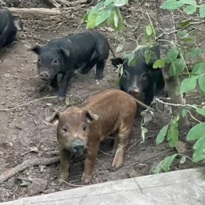 Forest-raised heritage feeder piglets no vaccines, non-GMO, healthy feeder pigs available