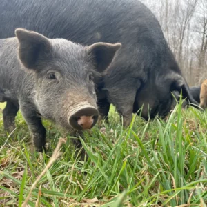 Pork